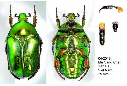 Protaetia vietnamosinica
